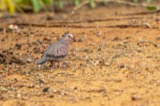 A photograph of the species Columbina passerina, not of this specimen