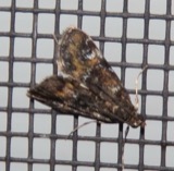 A photograph of the species Elophila Hübner, not of this specimen