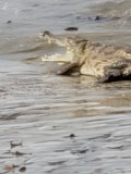 A photograph of the species Crocodylus acutus, not of this specimen