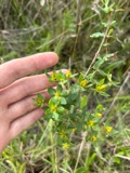 A photograph of the species Hypericum myrtifolium, not of this specimen