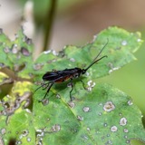 A photograph of the species Alabagrus Enderlein, not of this specimen