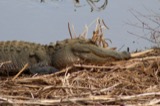 A photograph of the species Alligator mississippiensis, not of this specimen