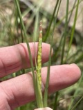 A photograph of the species Rottboellia campestris, not of this specimen