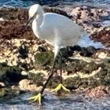 A photograph of the species Egretta thula, not of this specimen