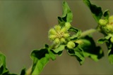 A photograph of the species Acanthospermum australe, not of this specimen