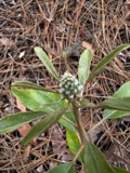 A photograph of the species Croton argyranthemus, not of this specimen