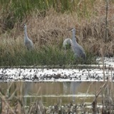 A photograph of the species Grus canadensis, not of this specimen