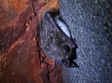 A photograph of the species Myotis Kaup, not of this specimen