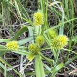 A photograph of the species Cyperus retrorsus, not of this specimen