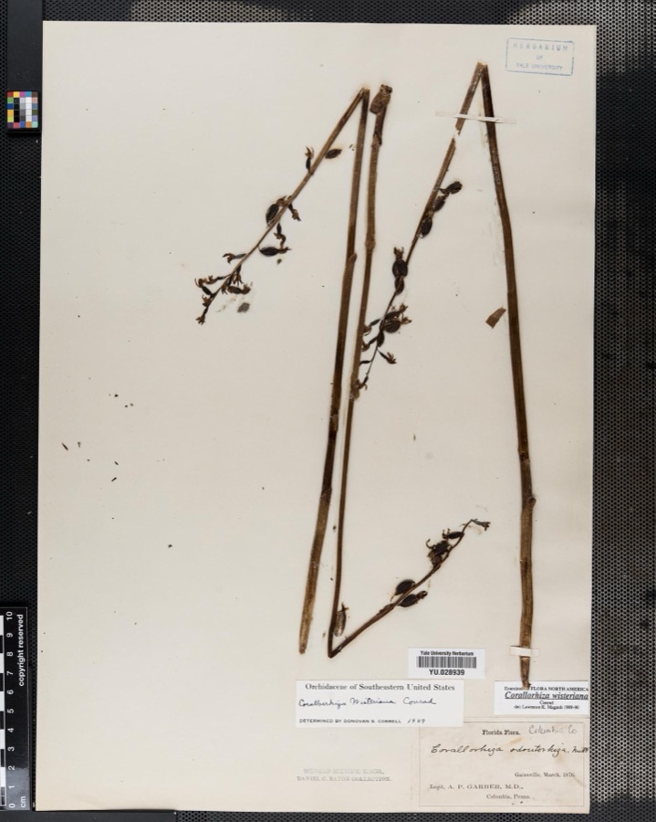 Specimen of Corallorrhiza Gagnebin