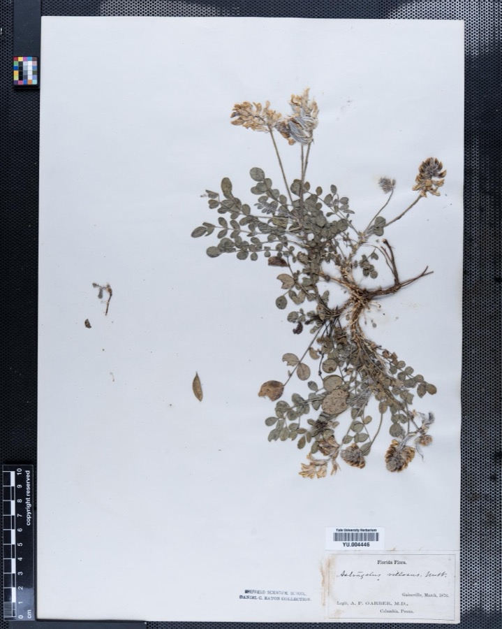 Specimen of Astragalus L.