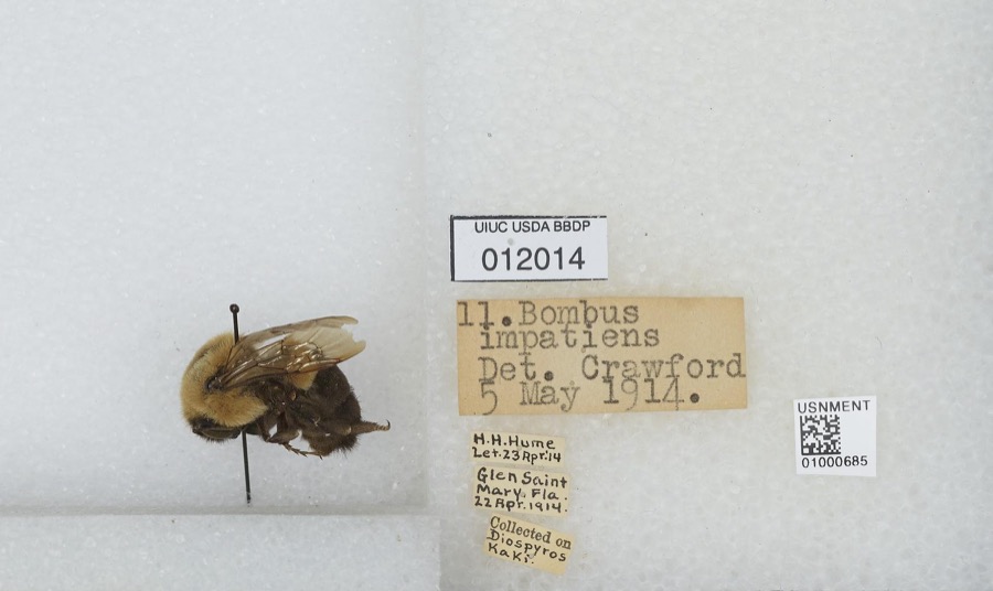 Specimen of Bombus impatiens Cresson, 1863