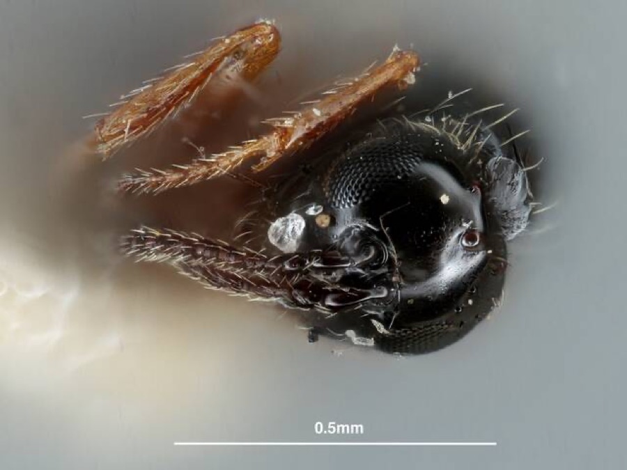 Specimen of Piezobria Forster, 1869