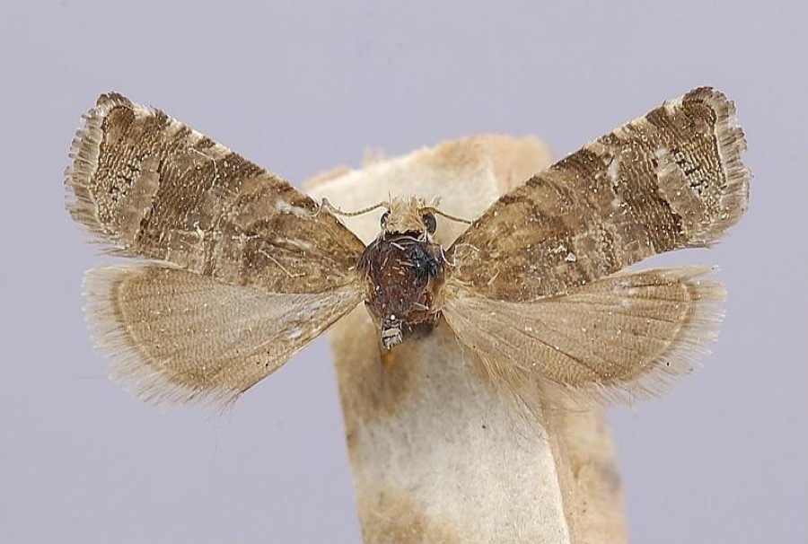 Specimen of Satronia tantilla Heinrich, 1926