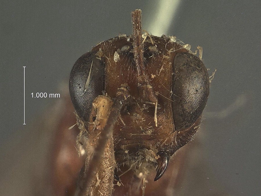 Specimen of Xylonomus Gravenhorst, 1829