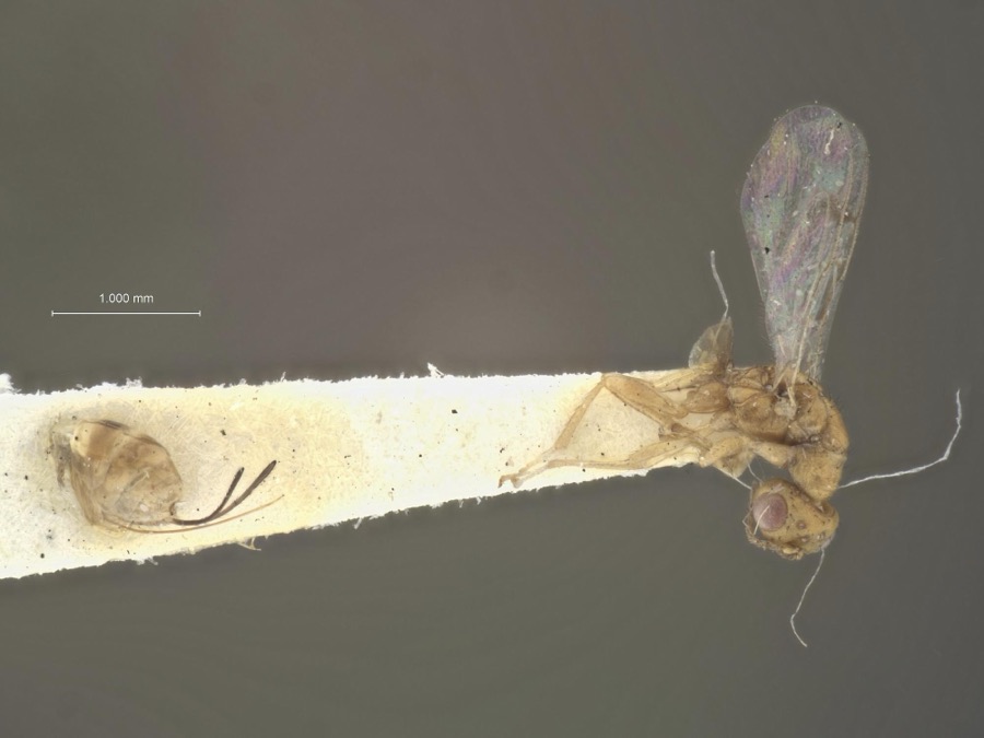 Specimen of Megastigmus floridanus Milliron, 1949
