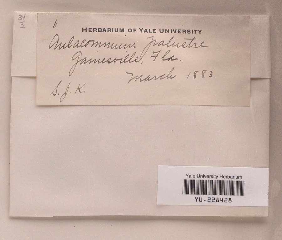 Specimen of Aulacomnium palustre (Hedw.) Schwägr.