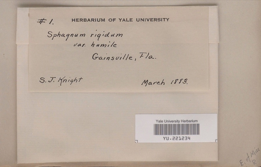Specimen of Sphagnum compactum DC.