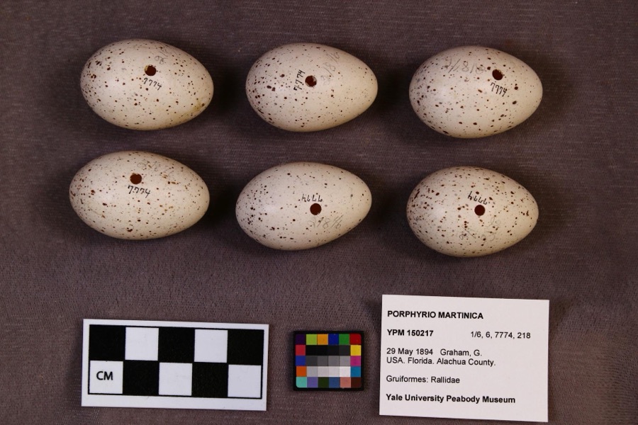 Specimen of Porphyrio martinica (Linnaeus, 1766)