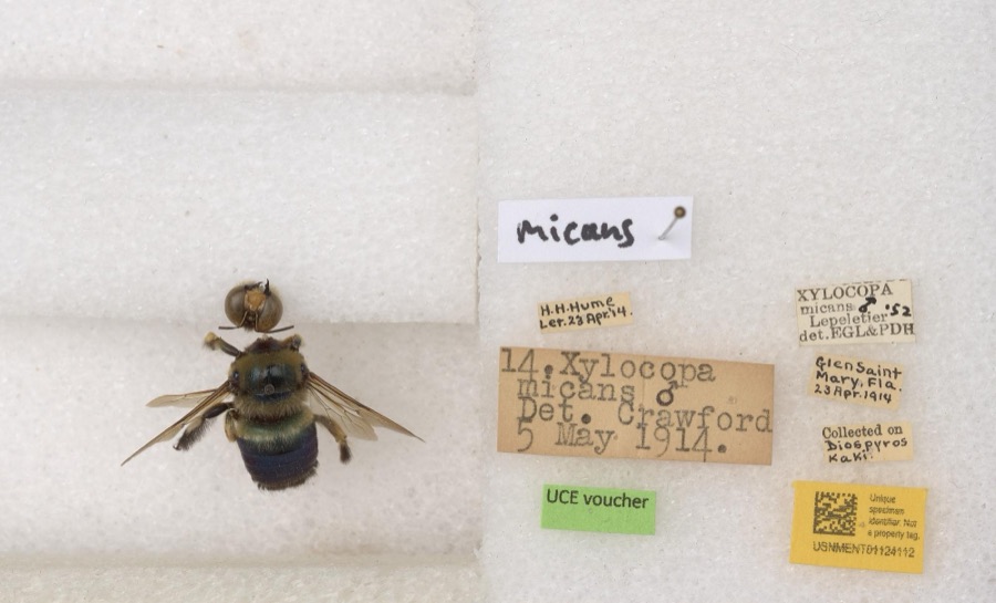 Specimen of Xylocopa micans Lepeletier, 1841