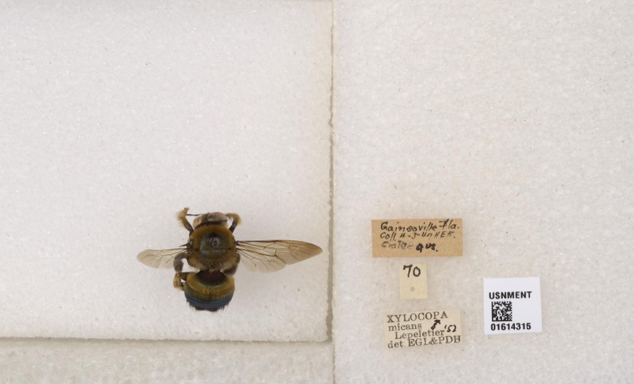 Specimen of Xylocopa micans Lepeletier, 1841