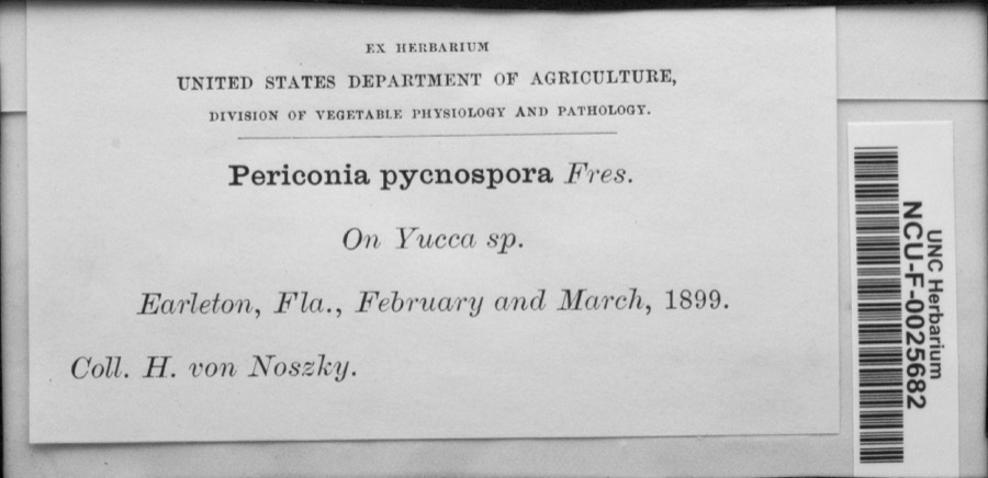 Specimen of Periconia pycnospora Fresen.
