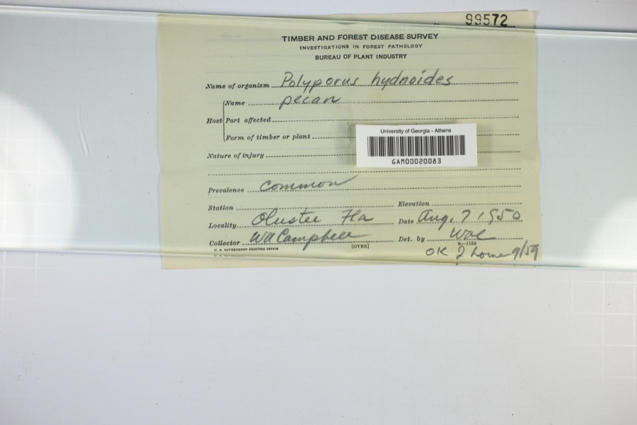 Specimen of Polyporus hydnoides (Sw.) Fr.