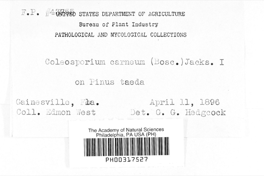 Specimen of Coleosporium carneum (Bosc) H.S.Jacks.