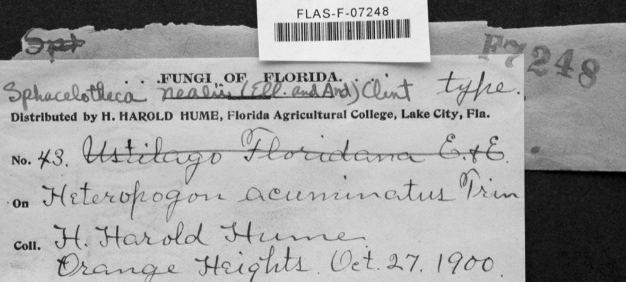 Specimen of Sphacelotheca nealii (Ellis & F.W.Anderson) G.P.Clinton
