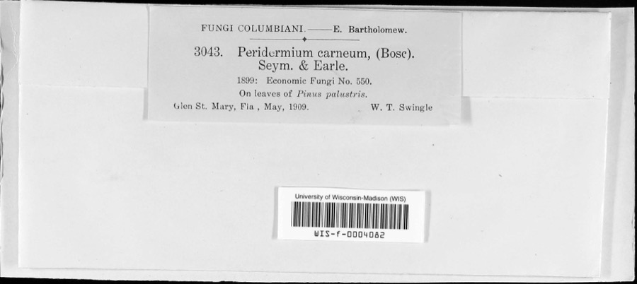 Specimen of Coleosporium vernoniae Berk. & Curt.