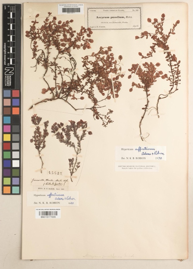 Specimen of Hypericum suffruticosum P.B.Adams & N.Robson