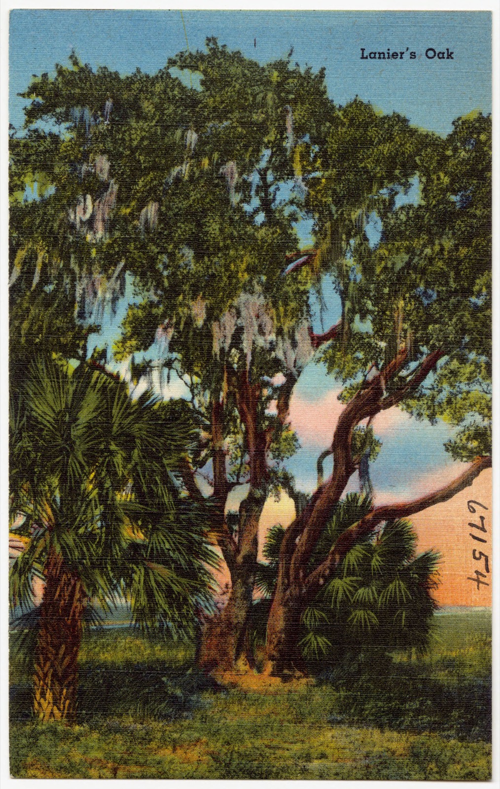 Lanier's oak, Boston Public Library - undated
