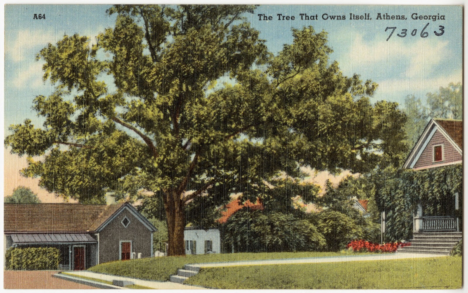 The tree that owns itself, Athens, Georgia, Boston Public Library - undated