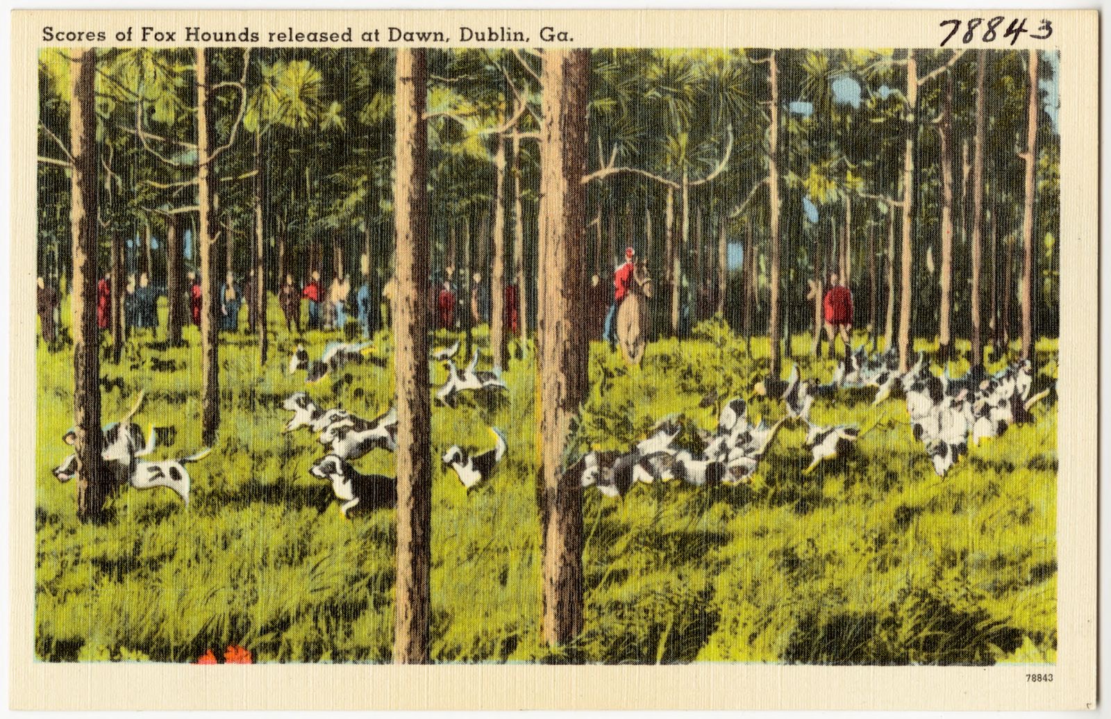 Scores of fox hounds released at dawn, Dublin, Ga., Boston Public Library - undated