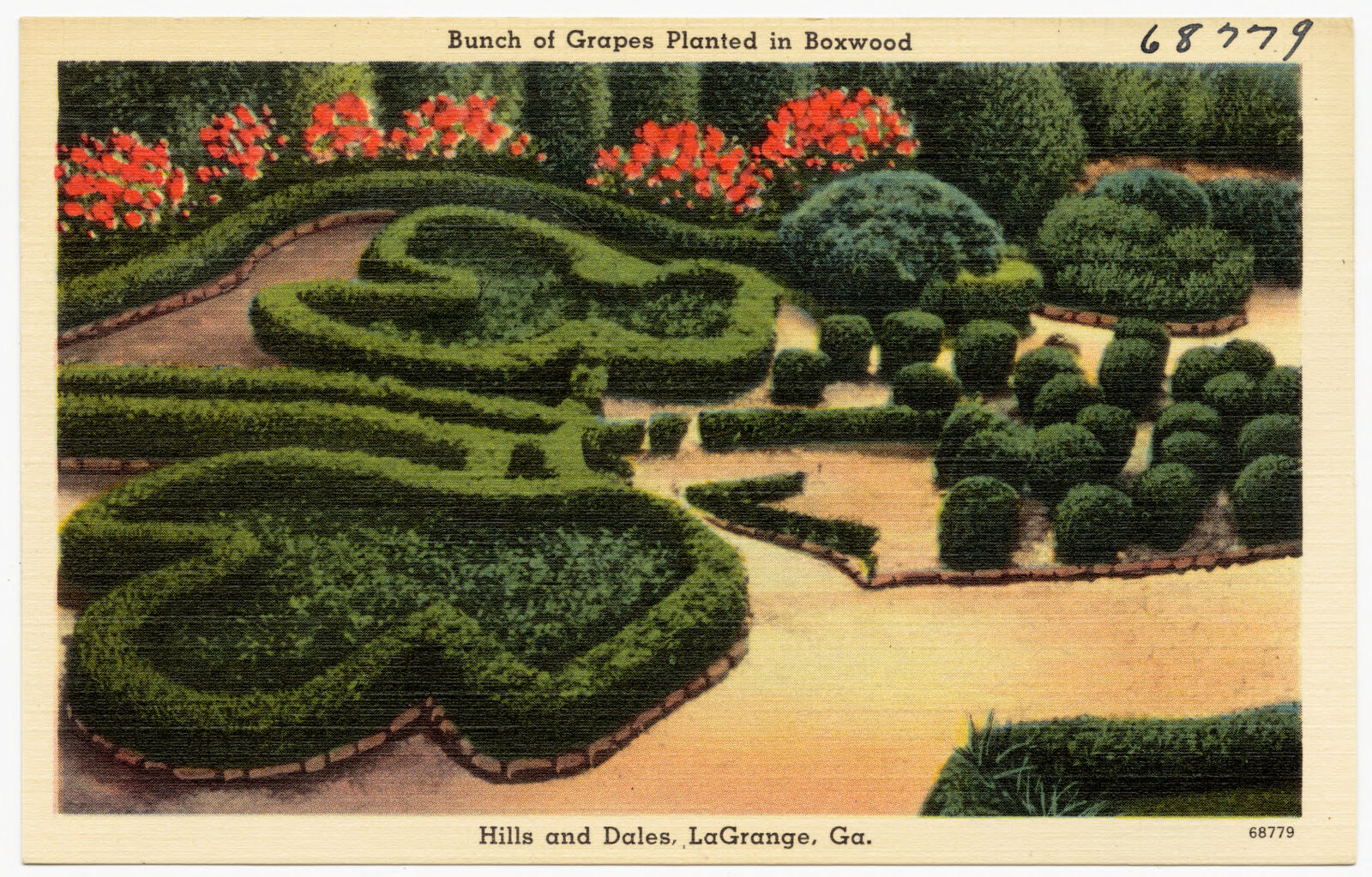 Bunch of grapes planted in boxwood, Hills and Dales, LaGrange, Ga., Boston Public Library - undated