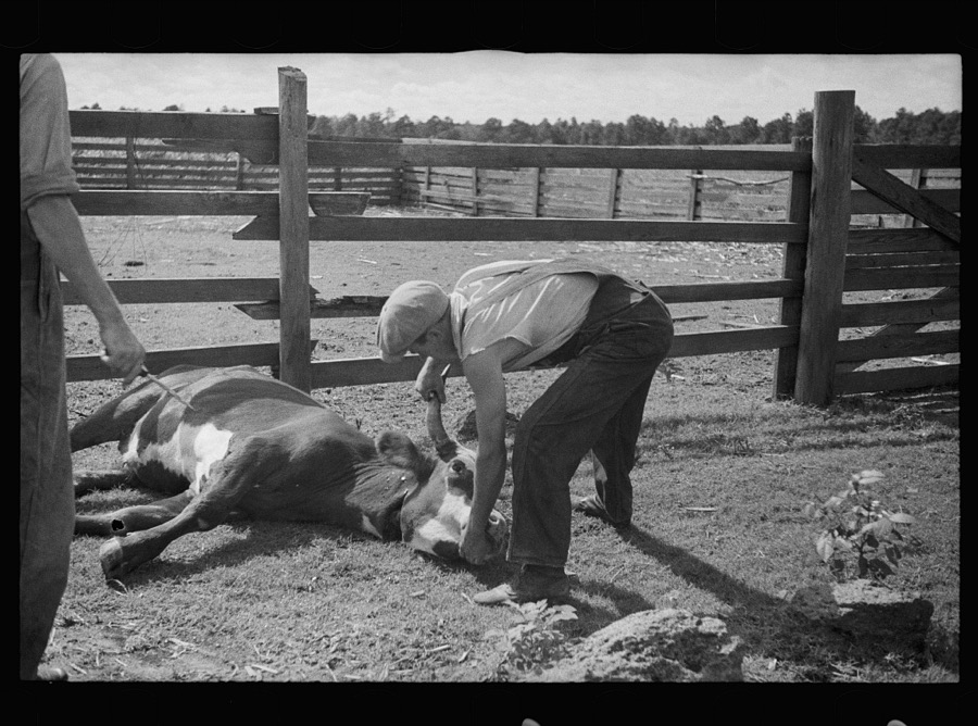 Slaughtering a bull, Grady County, Georgia