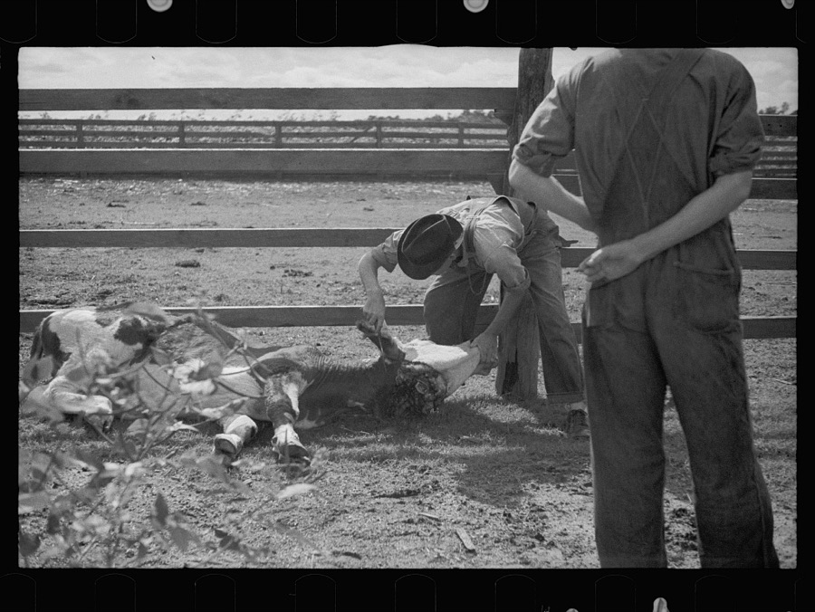 Slaughtering a bull, Grady County, Georgia