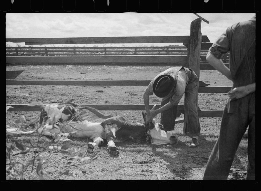 Slaughtering a bull, Grady County, Georgia
