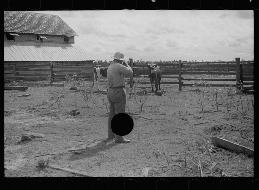 Slaughtering a bull, Grady County, Georgia