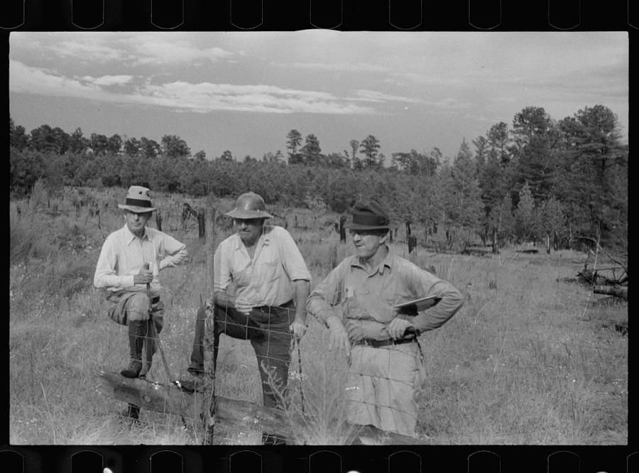 Slaughtering a bull, Grady County, Georgia