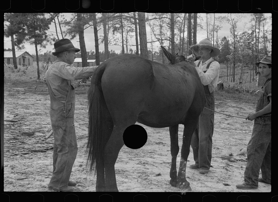 Resettled farmer clipping mule, Grady County, Georgia