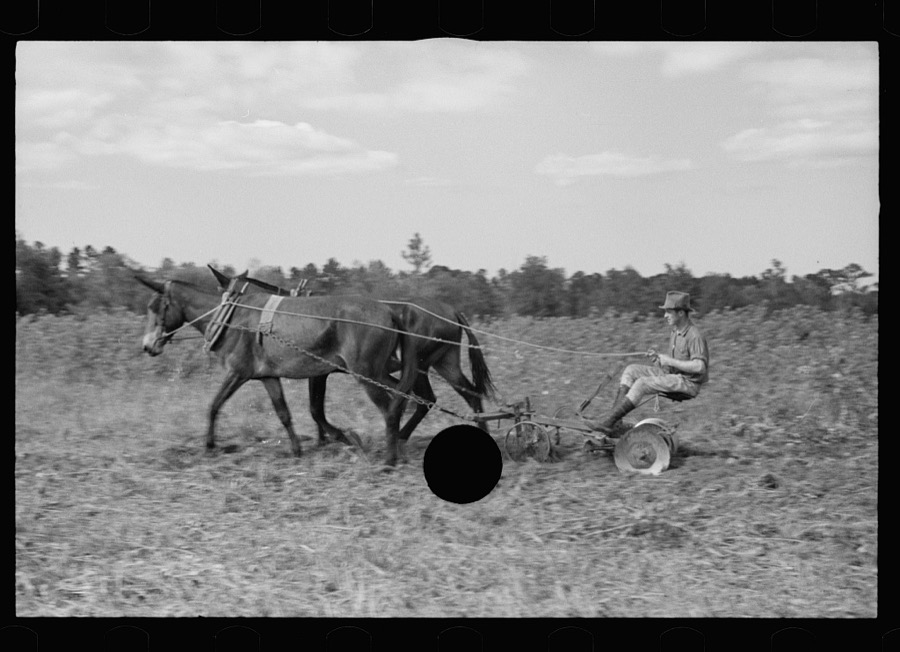 Young resettlement farmer with harrow, Grady County, Georgia