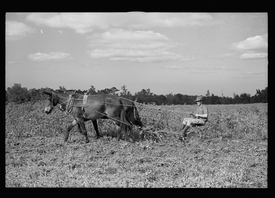 Young resettlement farmer with harrow, Grady County, Georgia