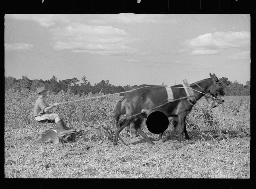 Young resettlement farmer with harrow, Grady County, Georgia