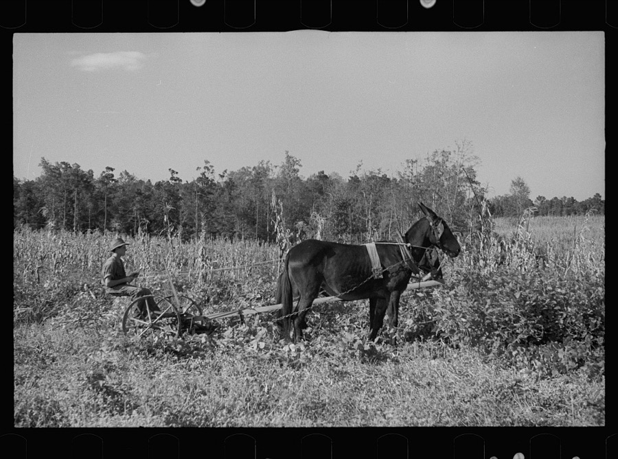 Young resettlement farmer with harrow, Grady County, Georgia