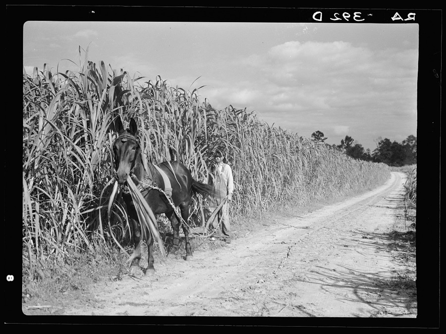 Cultivating sugarcane. Grady County, Georgia