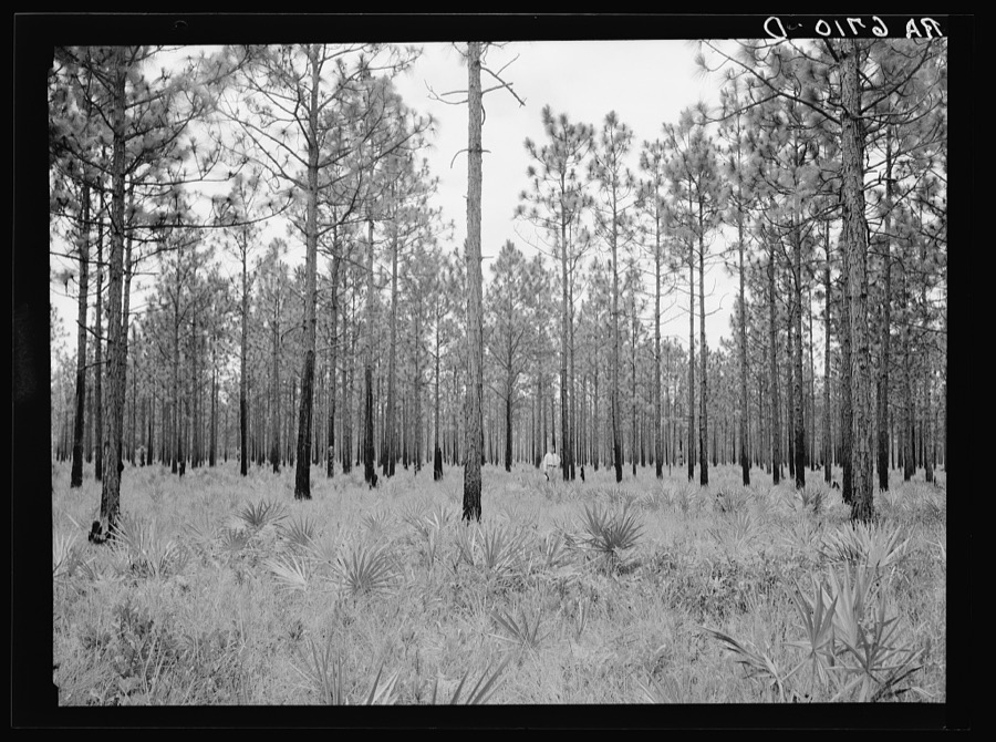 Young pine timber (longleaf). Typical of better stands on area of Coastal Flatwoods agricultural demonstration project. Near Waycross, Georgia