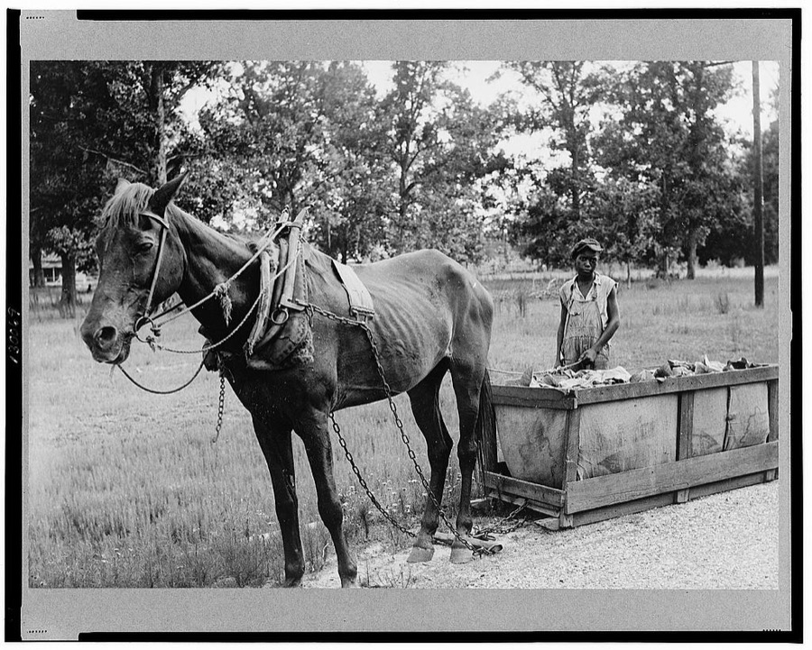 Tobacco going to market near Stockton, Georgia