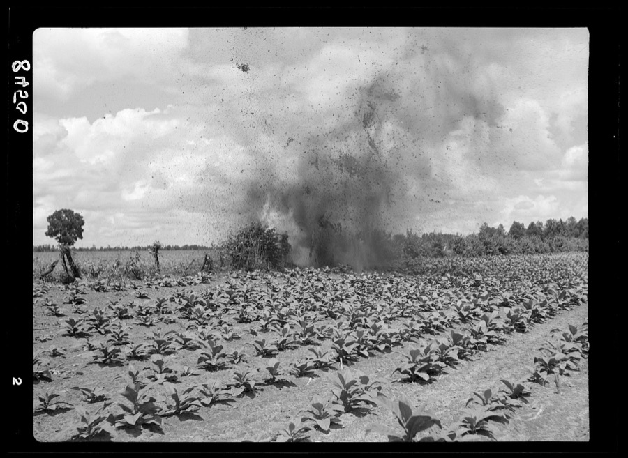 Dynamiting a stump out of field. Irwinville Farms, Georgia