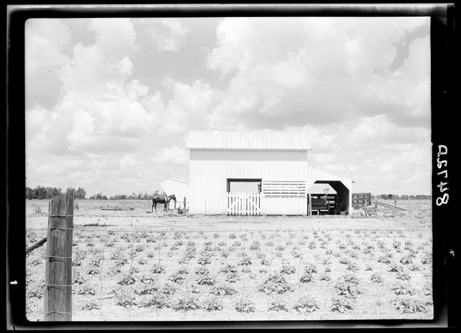 Barn on the Irwinville Farms project. Georgia